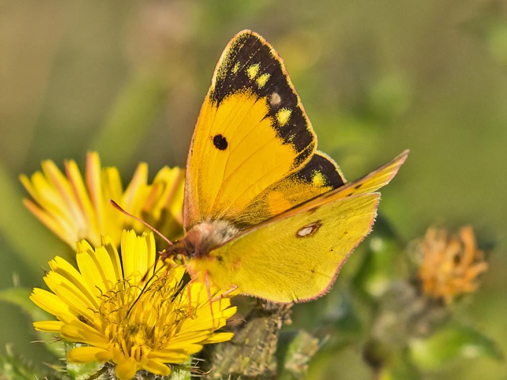 yellow butterfly